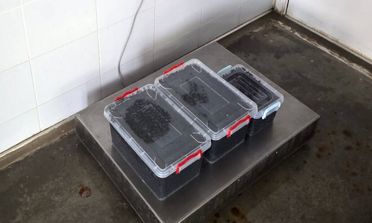 icre negre garda de coasta