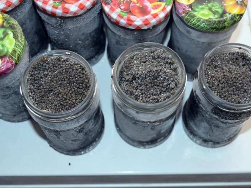 Descoperire uriașă la percheziții: 15 kg de icre negre în valoare de 150.000 de lei și aproape 50 kg de sturion / foto-video