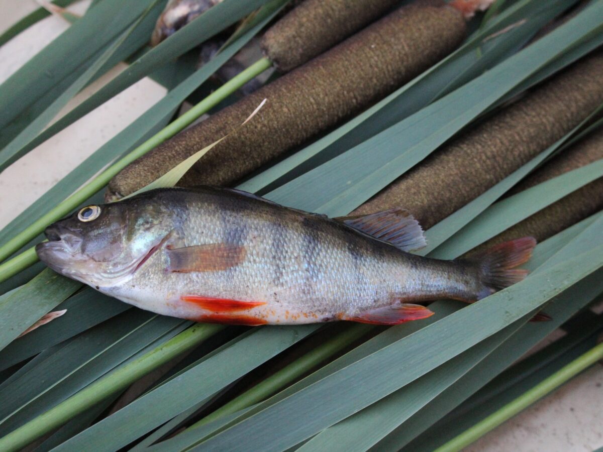 Interdicție în Delta Dunării: pescuitul la șalău și biban, interzis până în vară. Ce trebuie să știe pescarii