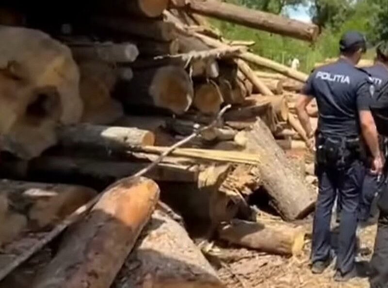 transport ilegal lemne