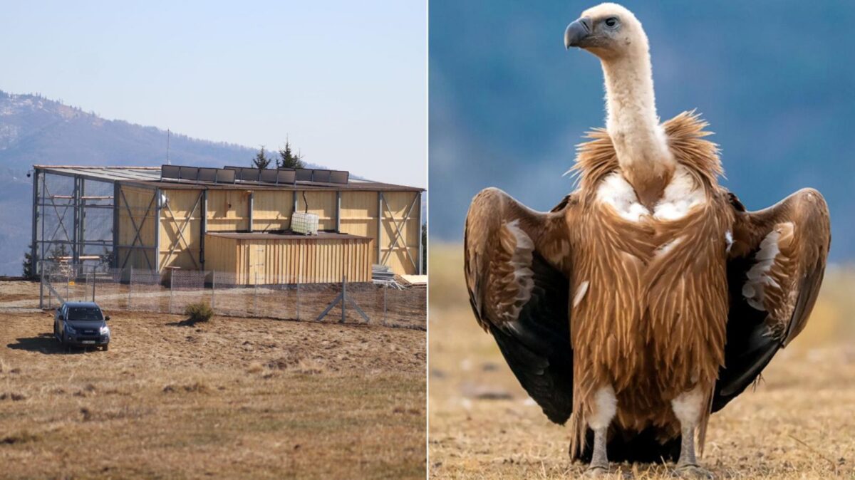 Vulturi suri revin în România după 70 de ani de absență și încep aclimatizarea în Argeș