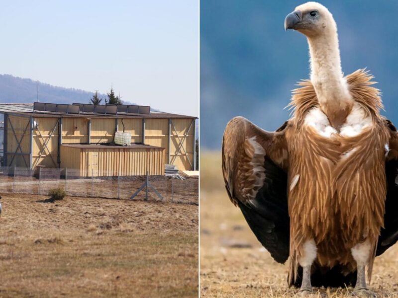 Vulturi suri revin în România după 70 de ani de absență și încep aclimatizarea în Argeș