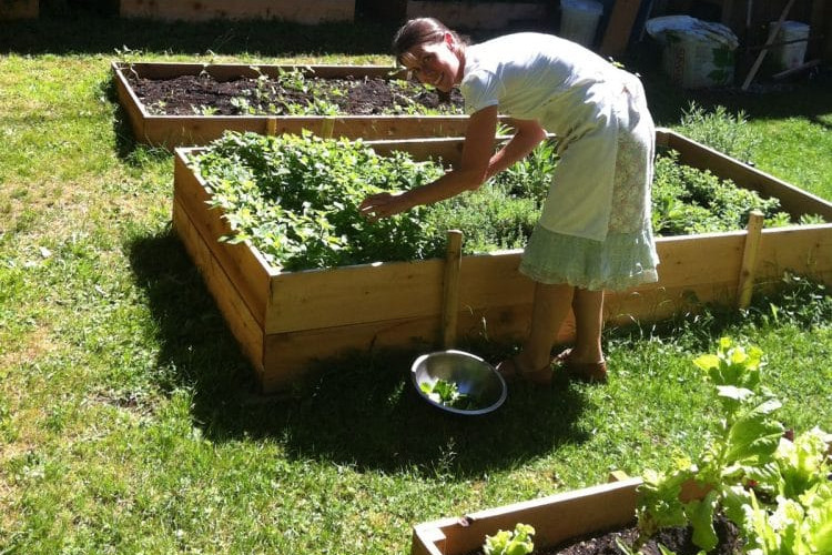Kitchen Manager Kim Molinski in an organic vegetable garden at Orchard Recovery Center