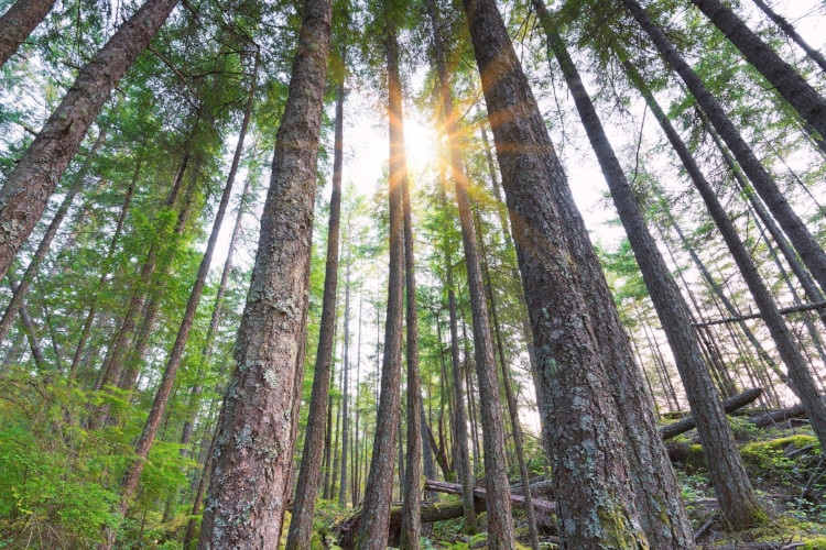 The beautiful look of Sunlight Through the Trees at Bowen Island