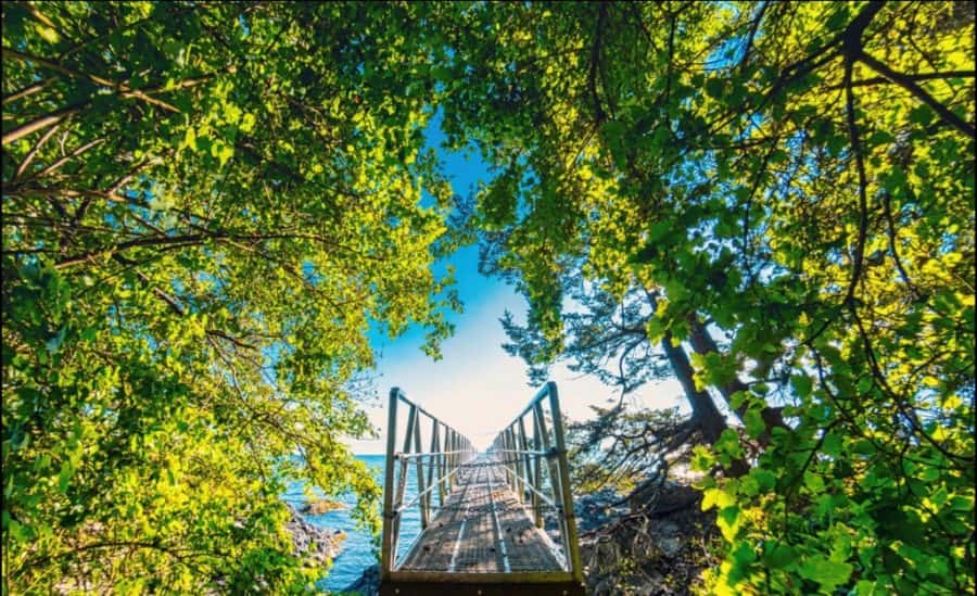 Walkway to a dock over the ocean flanked by trees
