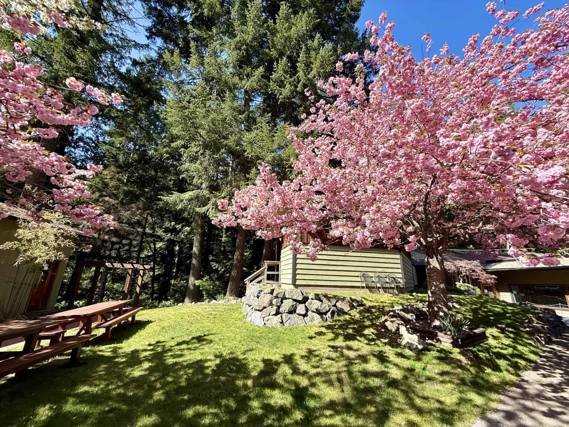 Cherry blossom trees in front of a wooden building with trees in the background. Orchard Recovery Administration.