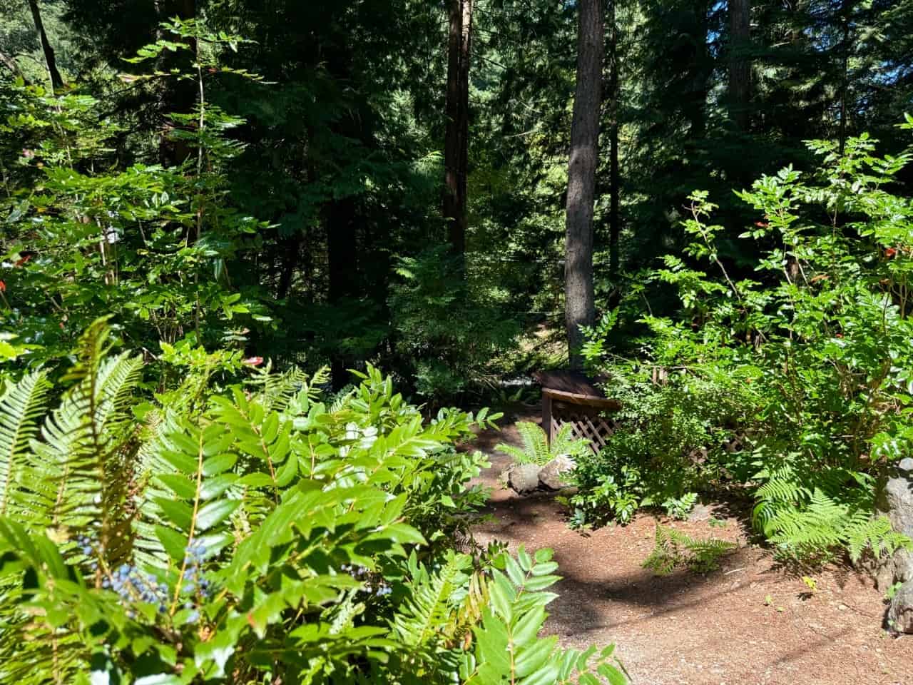 Circular wodden bench is a heavily wooded forest