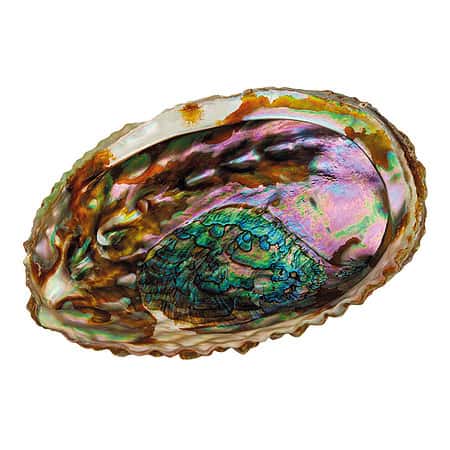 Abalone Muschel Seifenschale  von Croll&Denecke