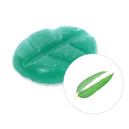 Duftchips - Scentchips  Eukalyptus   8 Stück in Box