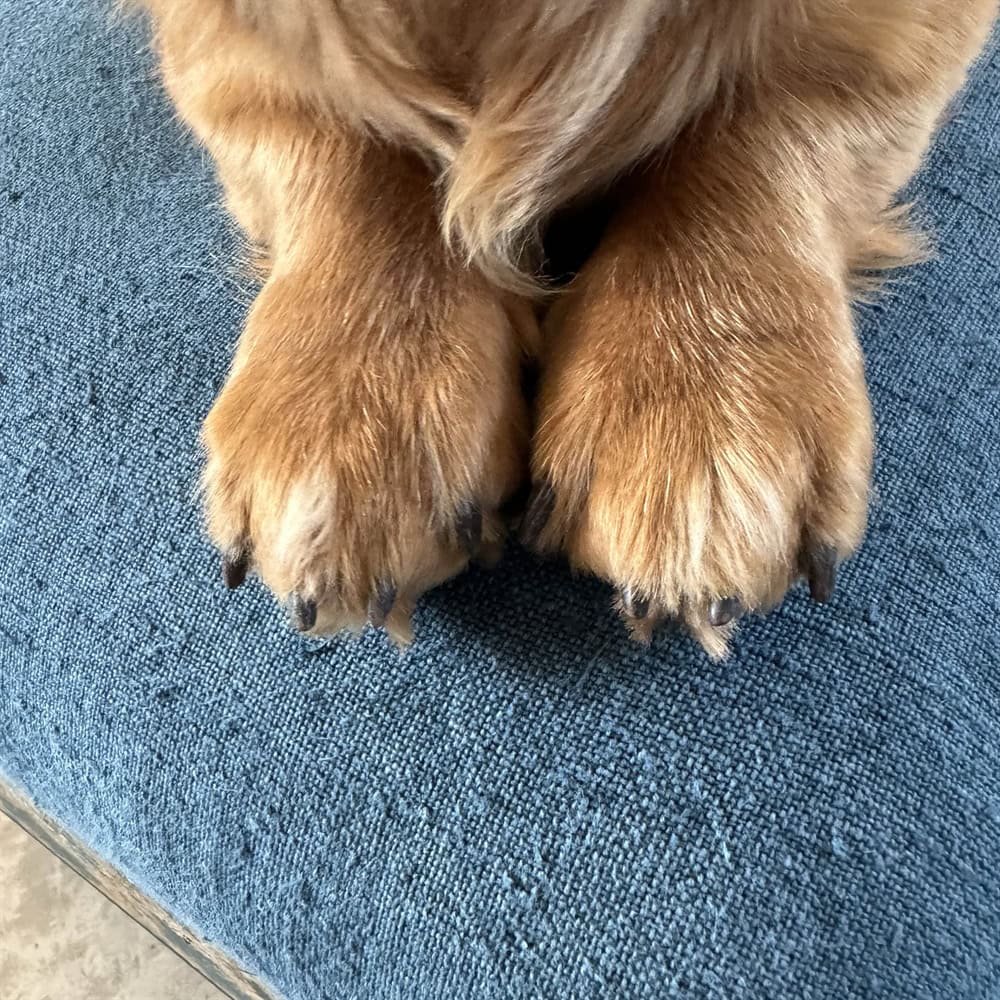 Blue Stars Bench - Image 12