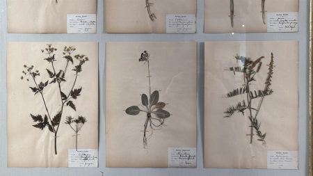 Large Gilt and Mirror Framed Pressed Flowers