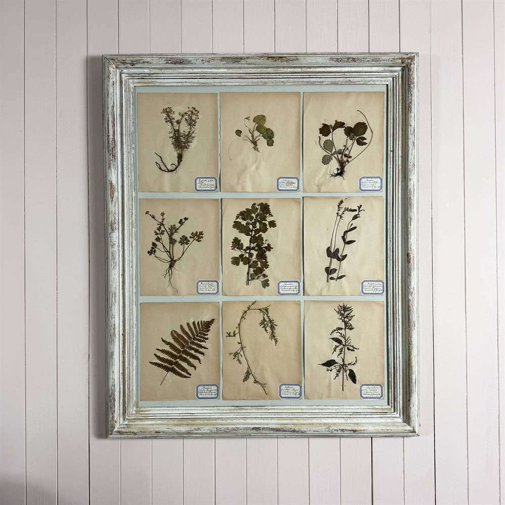 Framed Botanical Prints 1930s - Image 4