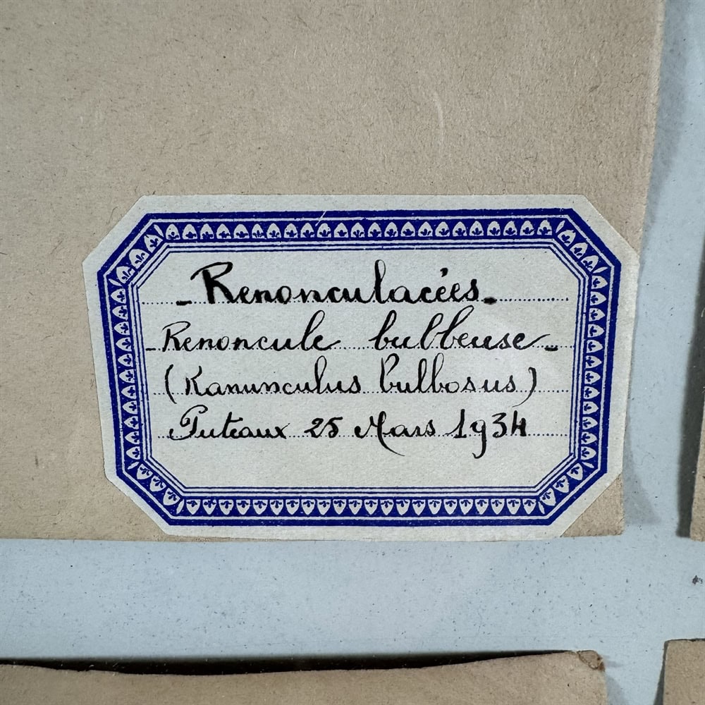 Framed Botanical Prints 1930s - Image 6