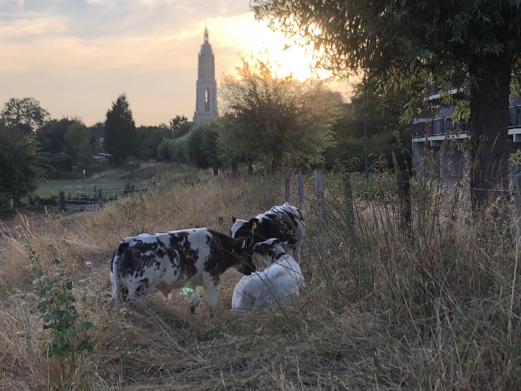 Aan de Schoutenboomgaardweg.jpg