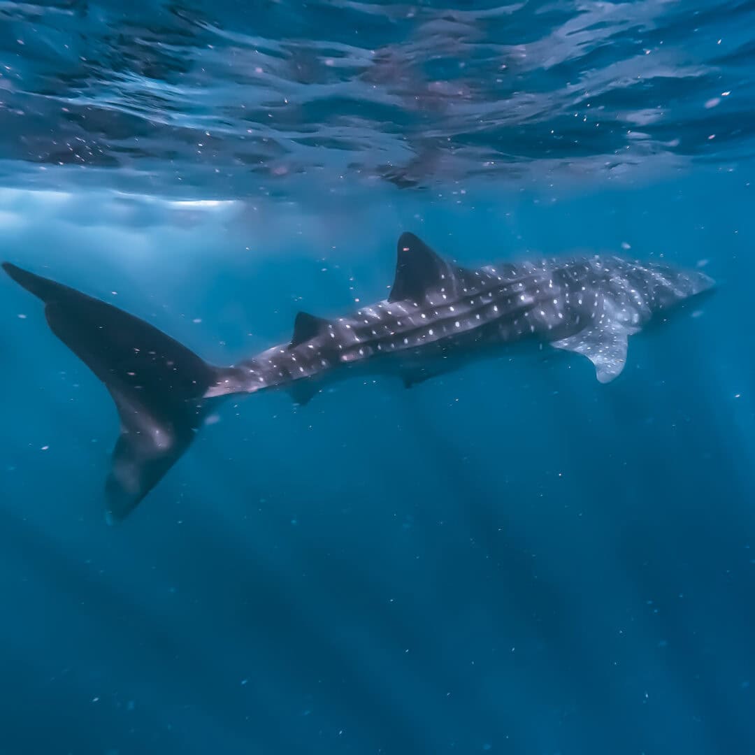 A beautiful whale shark swimming in the waters of Ningaloo