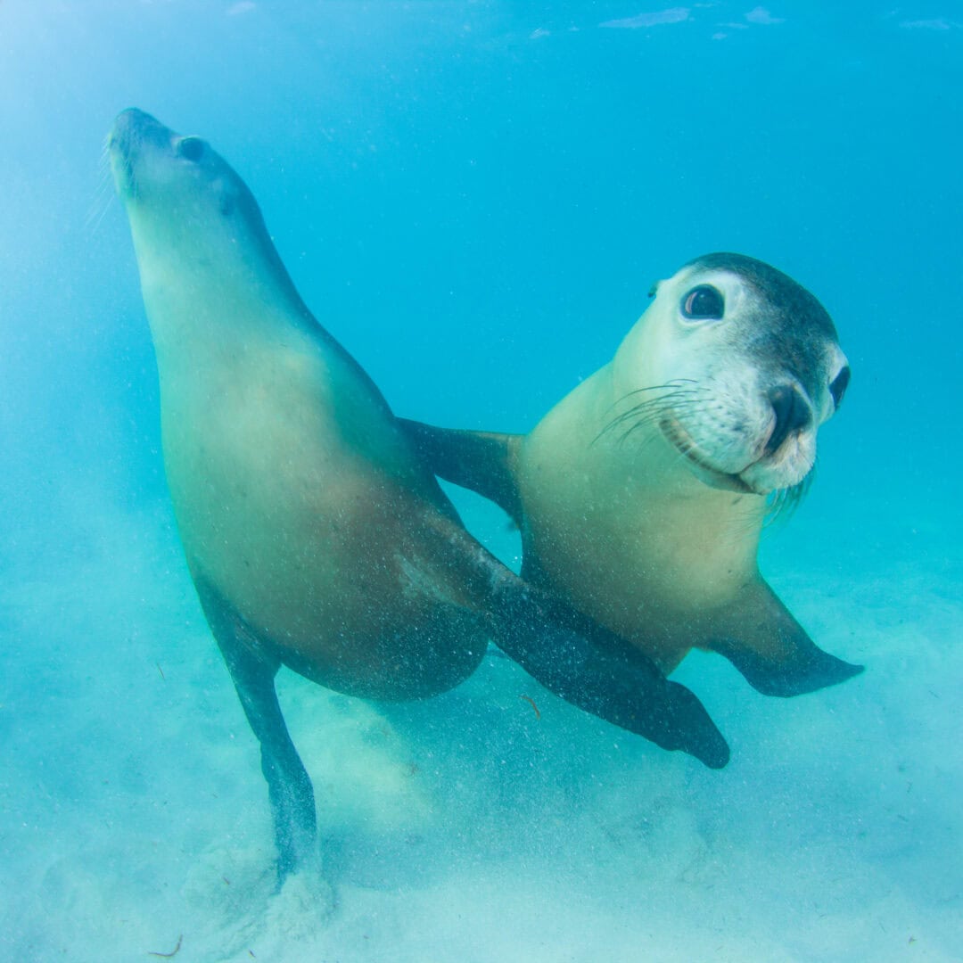Two sea lions in the water at Jurien Bay