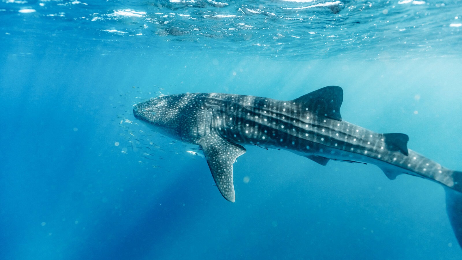 Best Whale Shark Tours in Exmouth