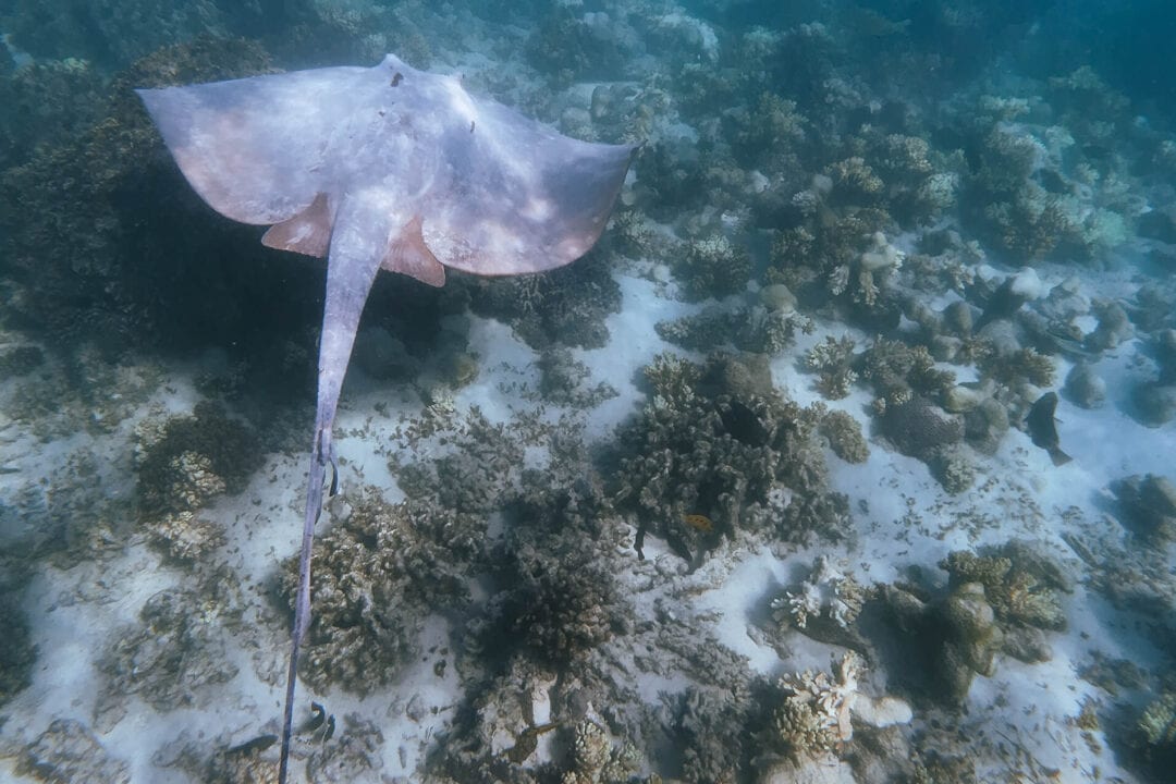 Big stingray spotted at Turquoise Bay