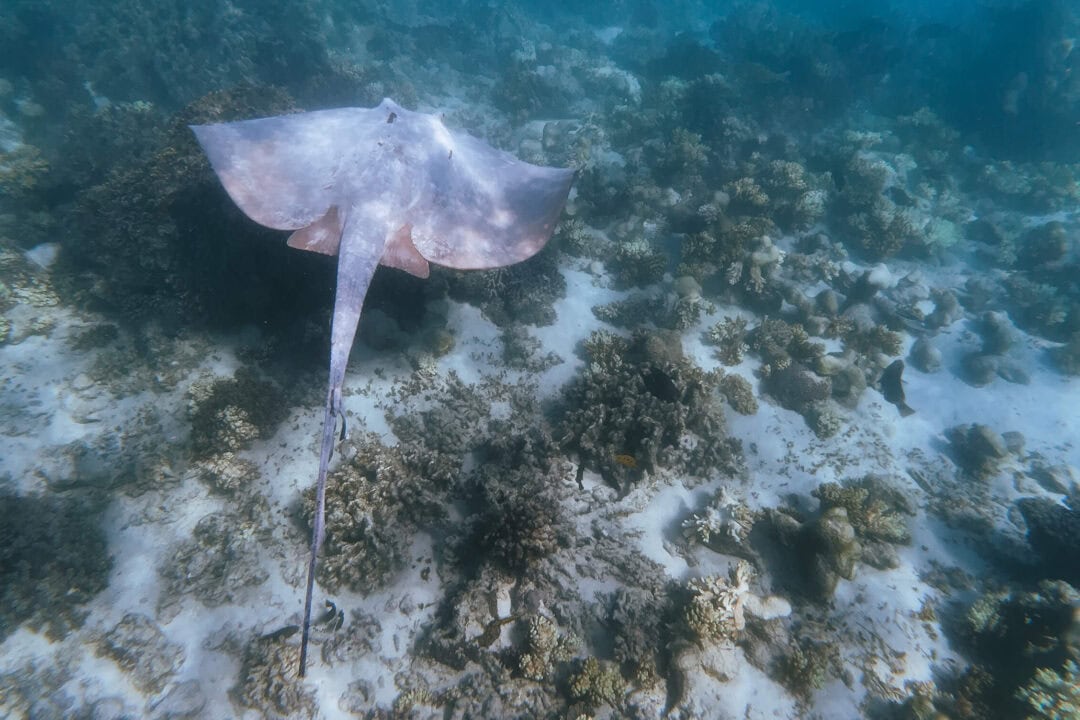 Stingray at Ningaloo Reef