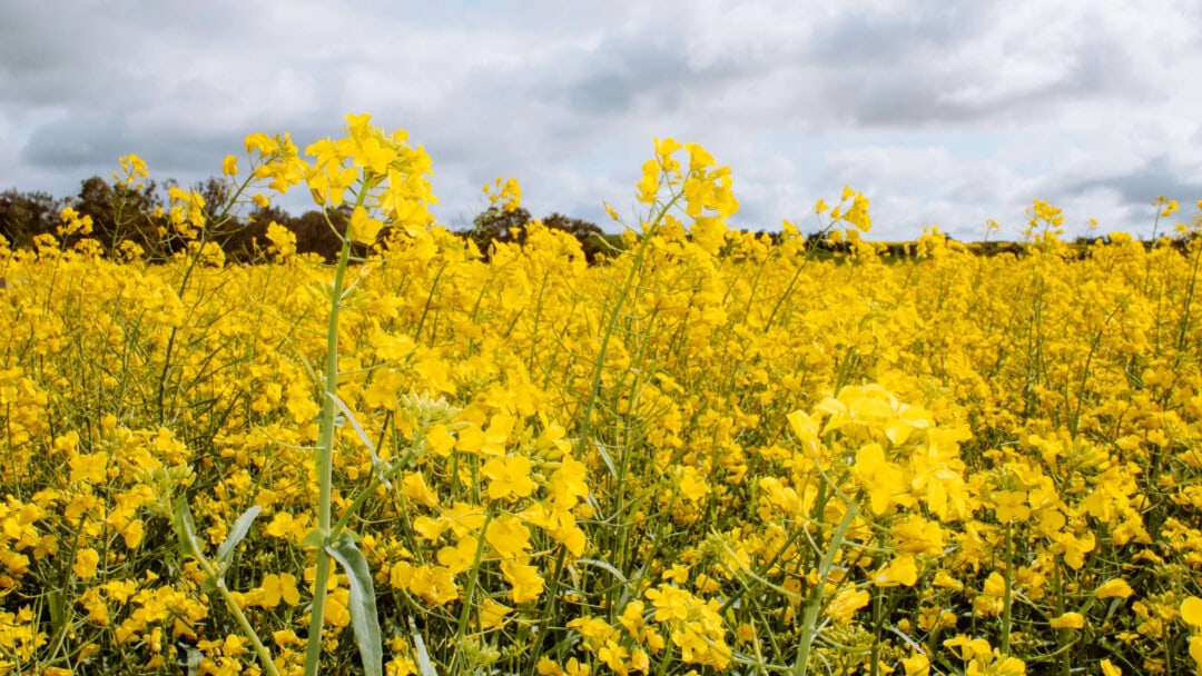 Guide to visiting the Canola Fields in York