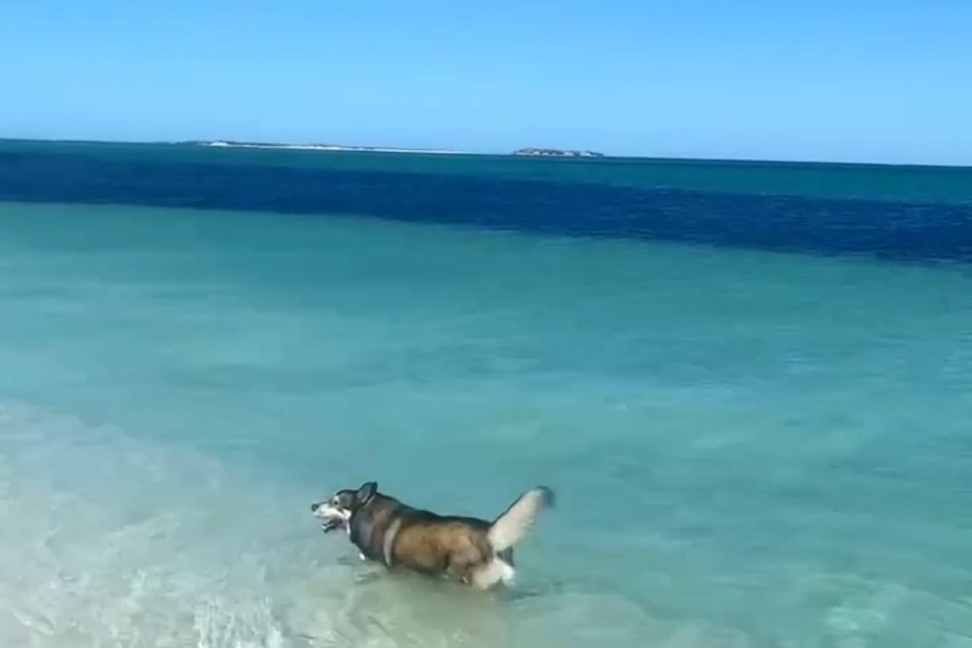 Husky dog swimming in turquoise blue water