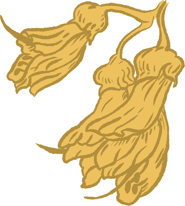 Kowhai-2