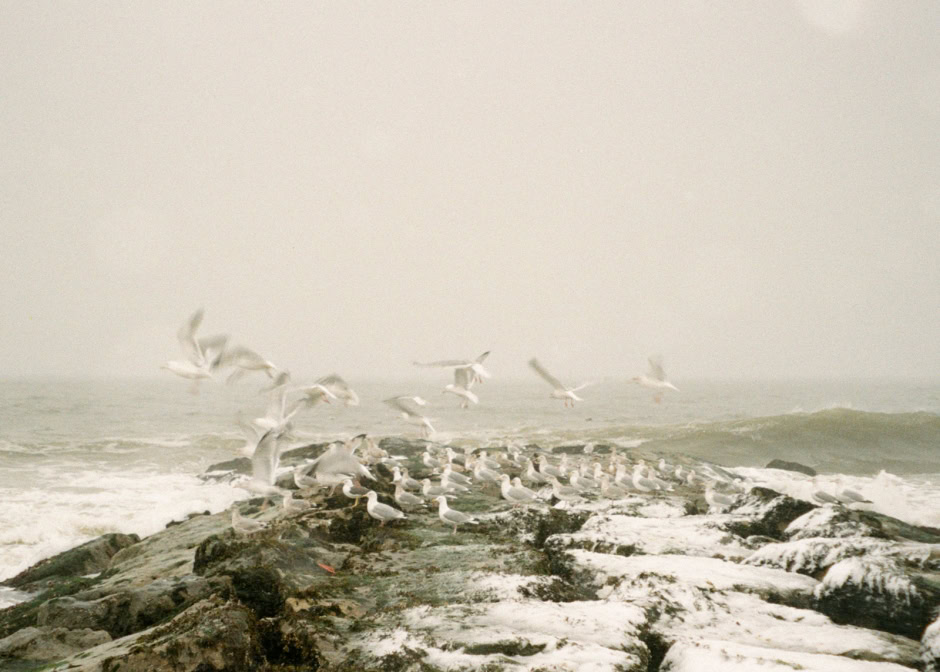 Seagulls flying and resting on rocks at the foggy seashore, capturing coastal wildlife photography by Pamela Hanson.