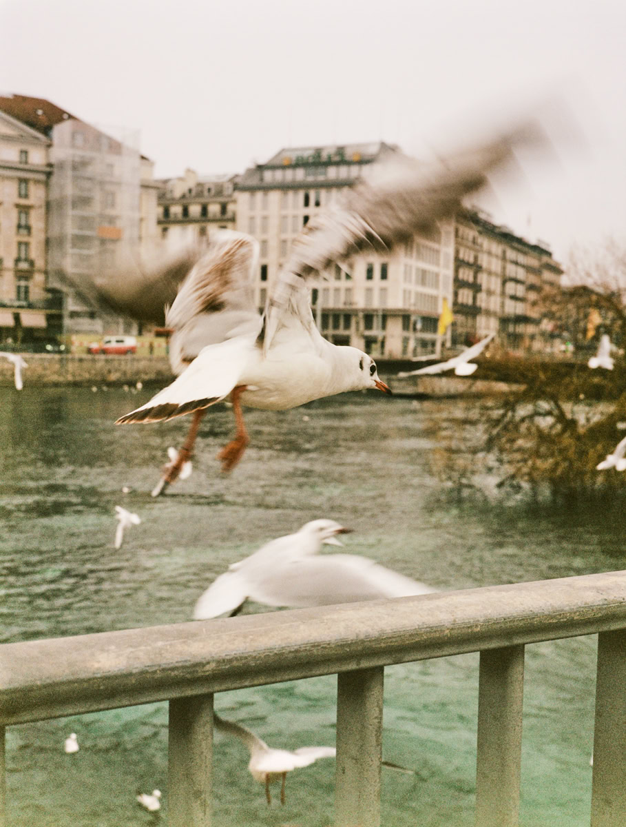 Seagulls flying over a river with city buildings in the background, capturing urban wildlife and cityscape photography.