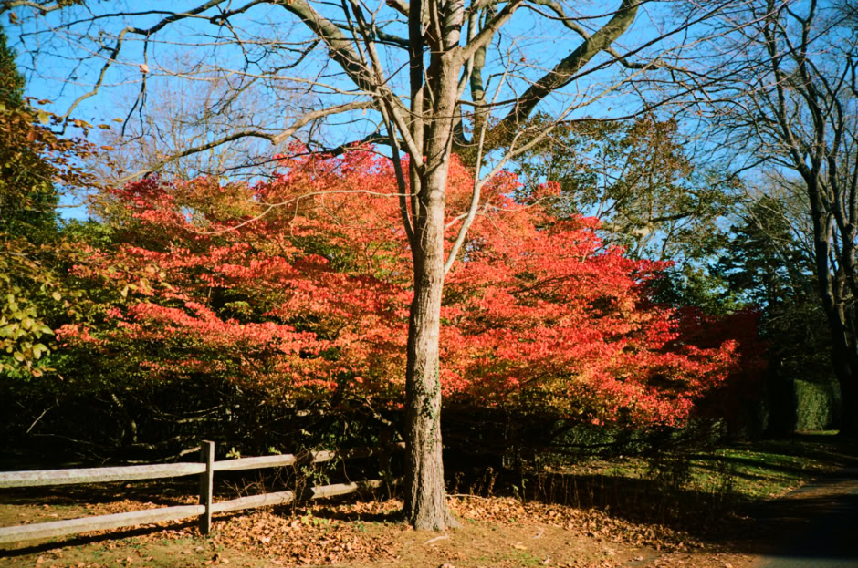 Vibrant autumn foliage featuring a red maple tree in a scenic outdoor setting with a wooden fence and clear blue sky.