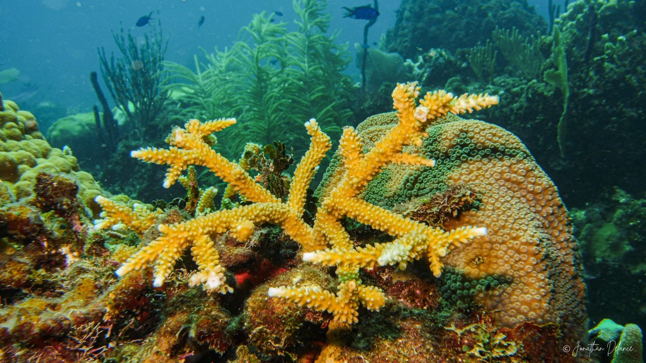 RD participara en investigación de aguas profundas