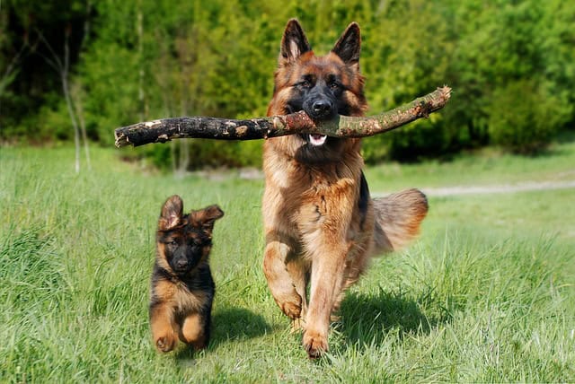 A small dog running through the park with a big dog next to him with a stick in his mouth