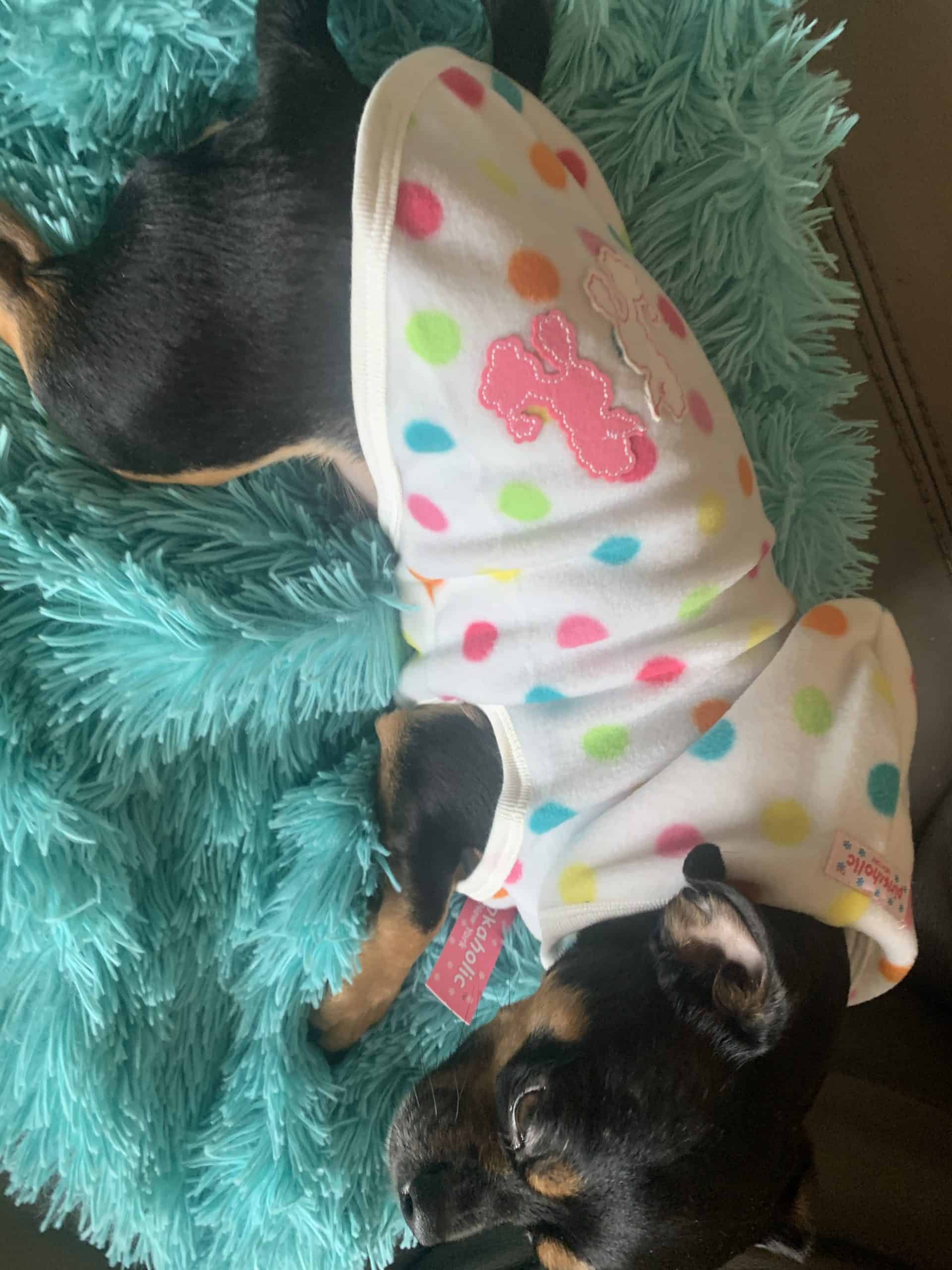 Adorable puppies wearing colorful polka dot pajamas resting on a fluffy teal blanket.