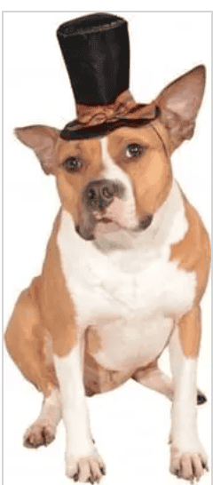 Caroler hat for dogs