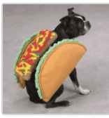 clearance taco dog costume