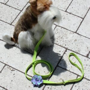 Small dog with fluffy white and brown fur sitting on tiled ground, attached to a bright green leash with a purple flower decoration, from Paws With Fashion.