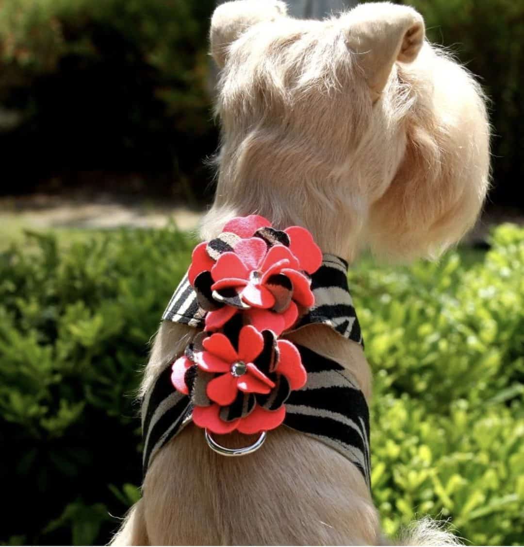 sarah tinkie dog harness