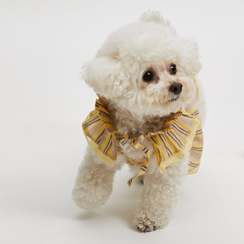 sunshine top by Louisdog at Pawswithfashion.com