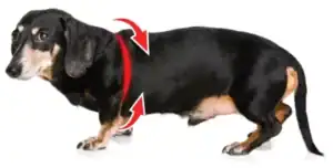 Sleek black and tan dachshund wearing a comfortable red pet collar, showcasing stylish pet accessories for small dogs at Paws With Fashion.