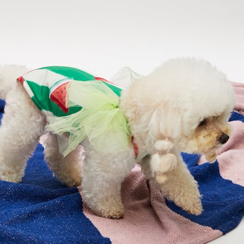 Louisdog Pool Club/ Watermelon Bodysuit