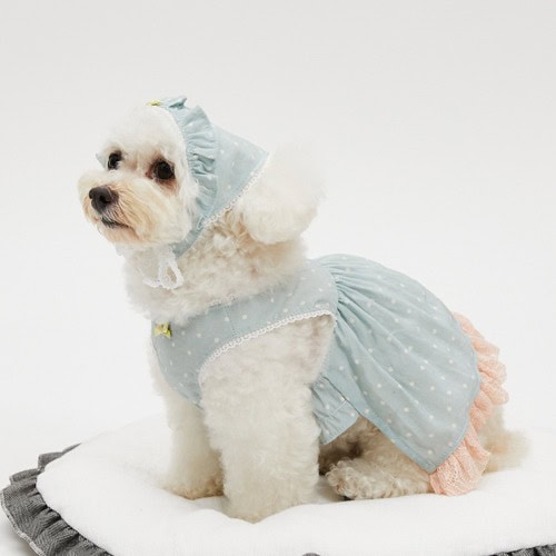 Small dog wearing mint Louisdog Willow Dress with matching scarf