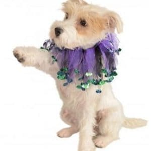 Cute small dog wearing a purple tulle and sequin collar, perfect for pet fashion events and stylish pet accessories.