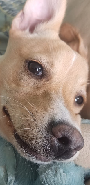 perrito chanel en foto