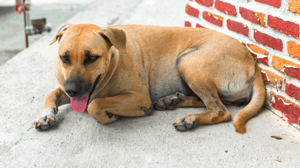 foto de perrito callejero acostado sobre la banqueta