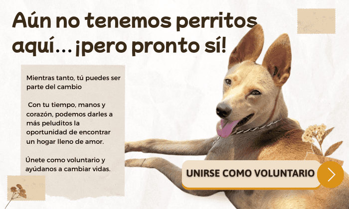 hacer voluntariado para perros callejeros en méxico