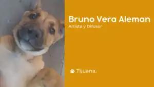 Voluntario de Perritos Mexicanos ;D
