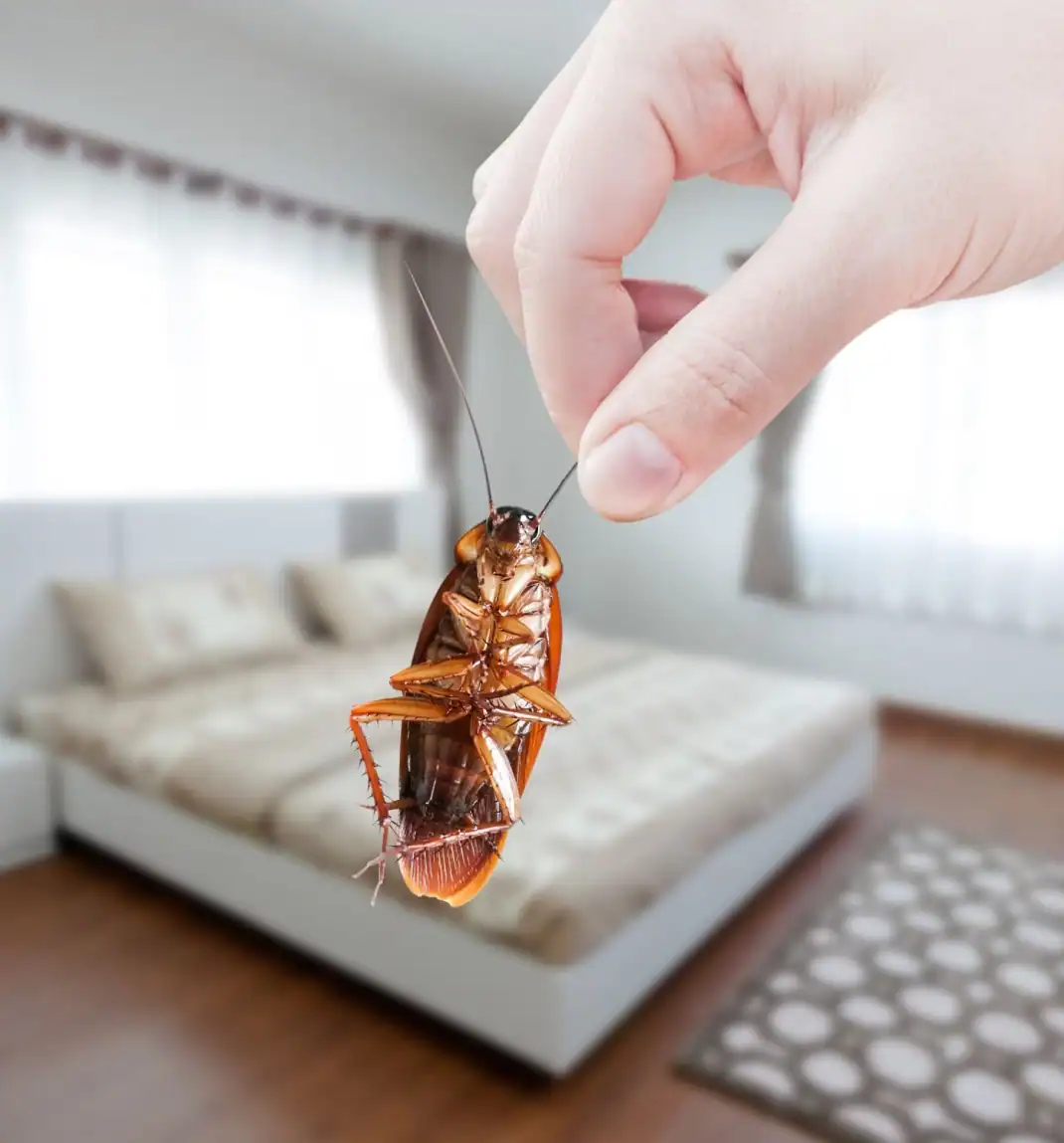 Cockroach-Removal