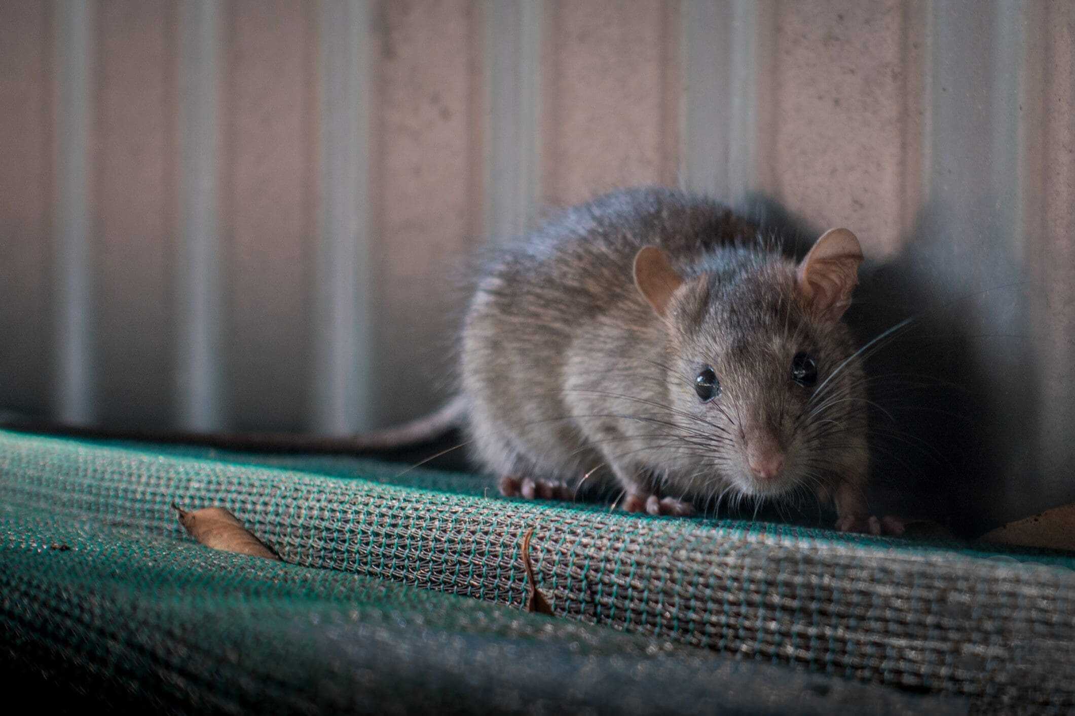 Control Rodents Slough