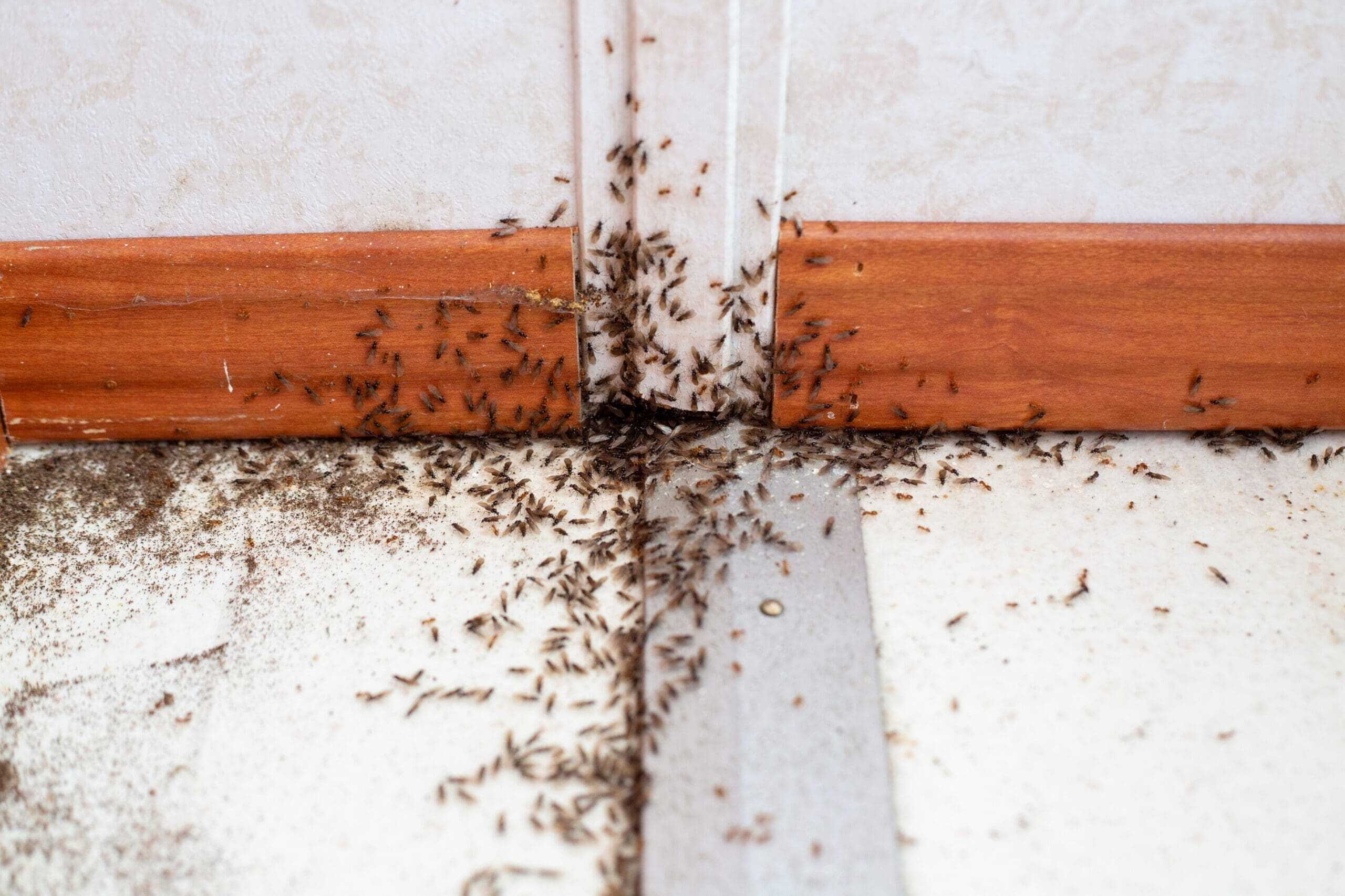 Insect Infestation Slough - Pest Dominion, Pest Control Services Slough Insect Infestation Slough