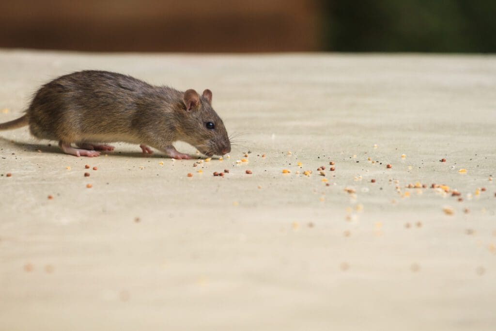 Rat Control Slough