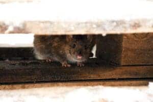 Rodent Control Slough - Pest Dominion, Pest Control Services Slough Rodent Control Slough
